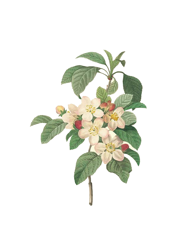 17591840 Plant Des Pierrejoseph Fleurs Belles Redoutxe9 Transparent PNG Image