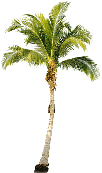 Tropical Palm Tree Png Transparent PNG Image