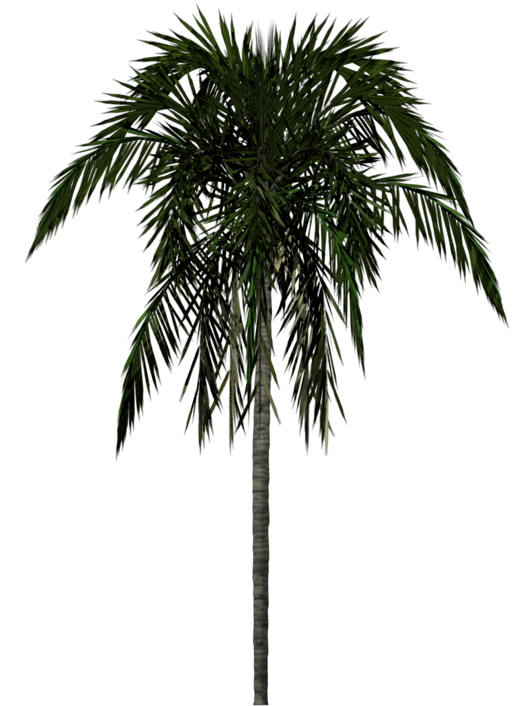 Palm Tree Png Transparent PNG Image