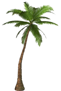 Palm Tree Png Transparent PNG Image