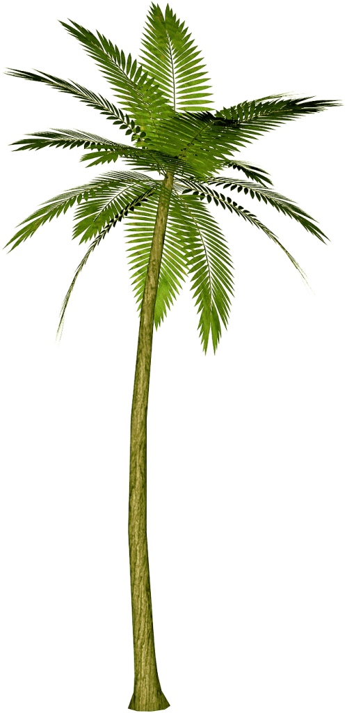 Palm Tree Png Transparent PNG Image