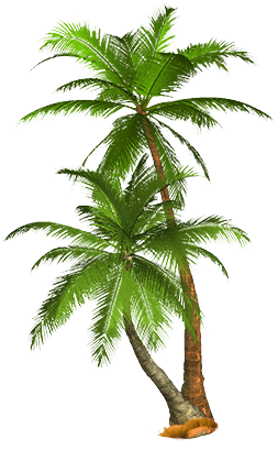 Tropical Palm Tree Png Transparent PNG Image