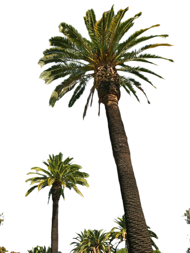 Palm Tree Png Picture Transparent PNG Image