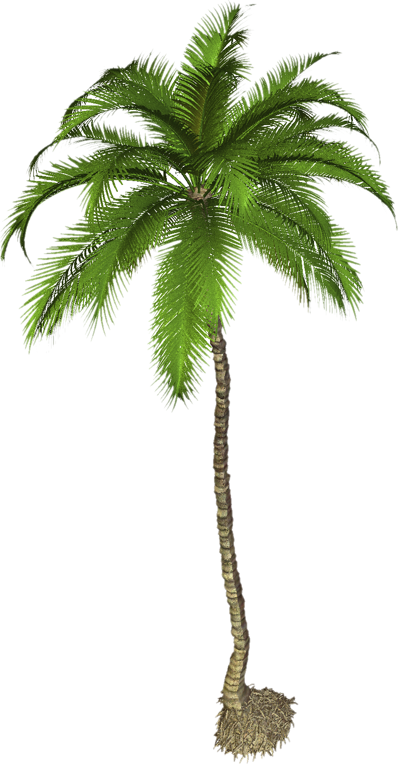 Palm Tree Png Pic Transparent PNG Image