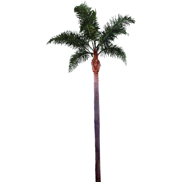 Palm Tree Png File Transparent PNG Image