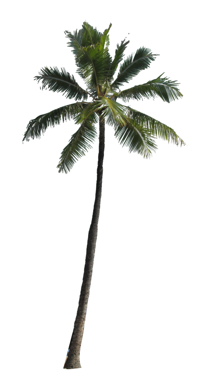 Palm Tree Png Image Transparent PNG Image