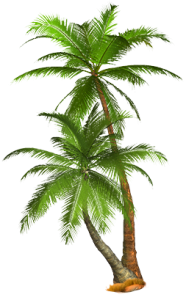 Palm Tree Png Hd Transparent PNG Image