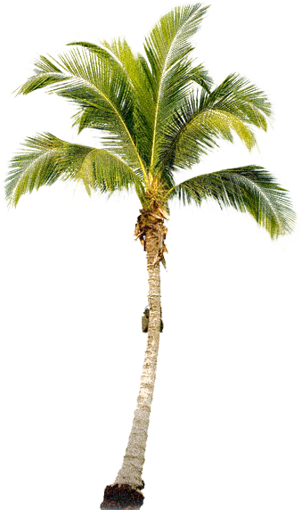 Palm Tree Free Download Png Transparent PNG Image