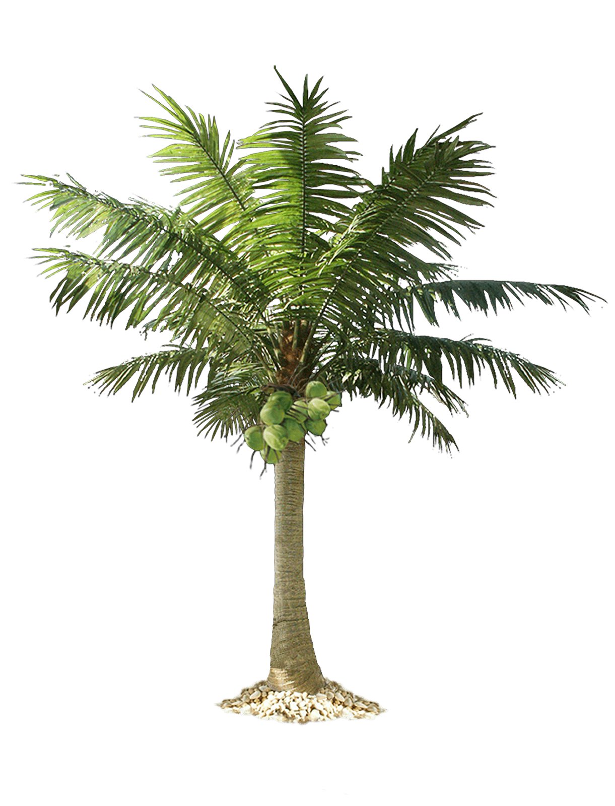 Palm Tree Png Transparent PNG Image