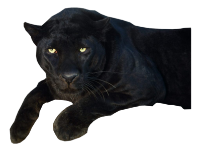 Panther Transparent Transparent PNG Image