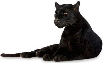 Panther Picture Transparent PNG Image