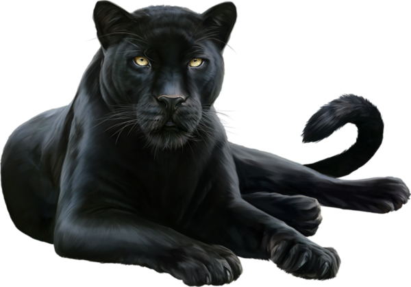 Leopard Felidae Black Cougar Panther Free Download Image Transparent PNG Image