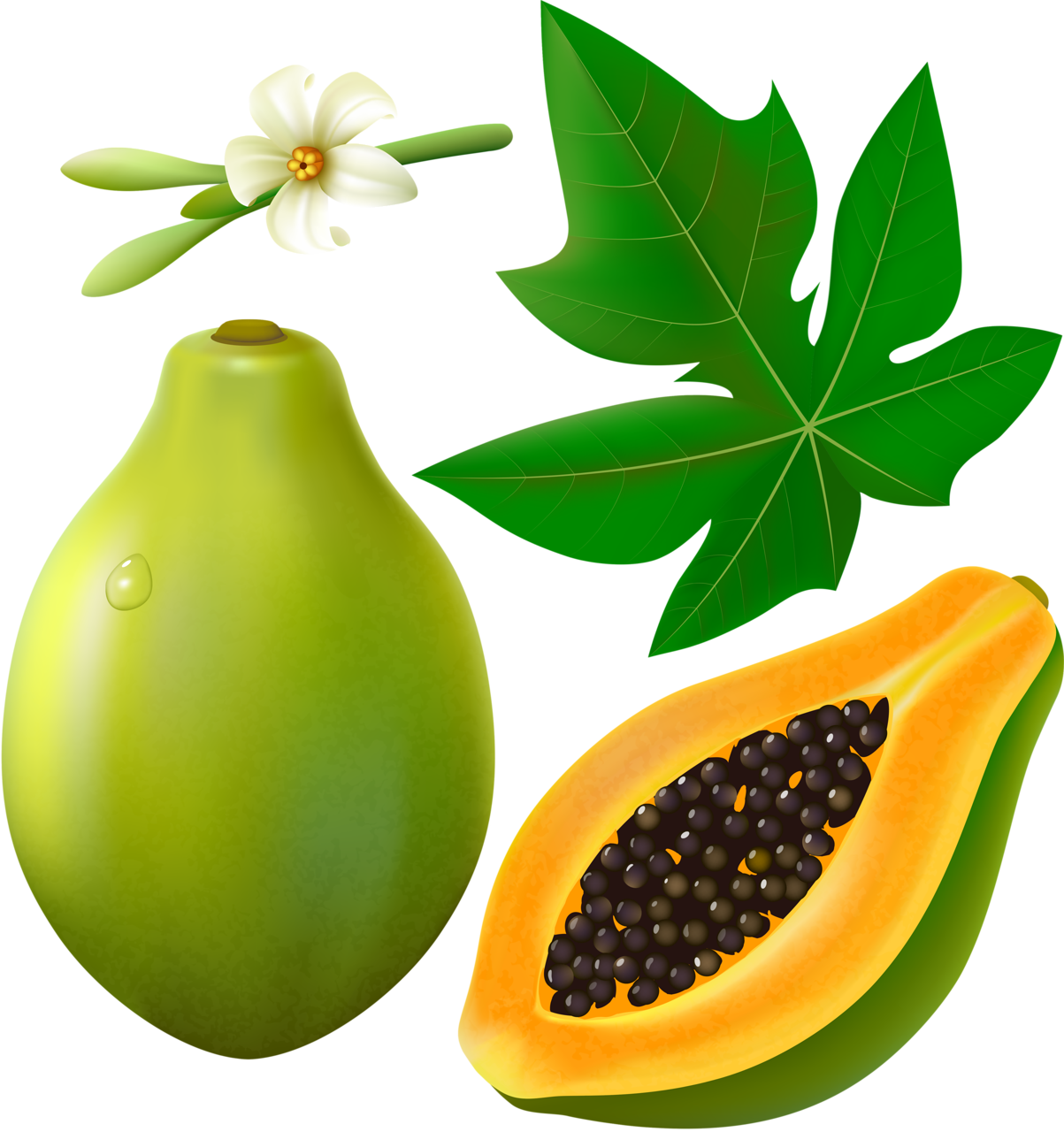 Papaya Green Free Download Image Transparent PNG Image