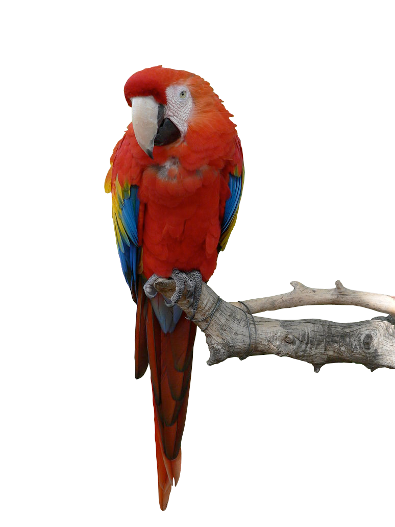 Parrot Png Hd Transparent PNG Image