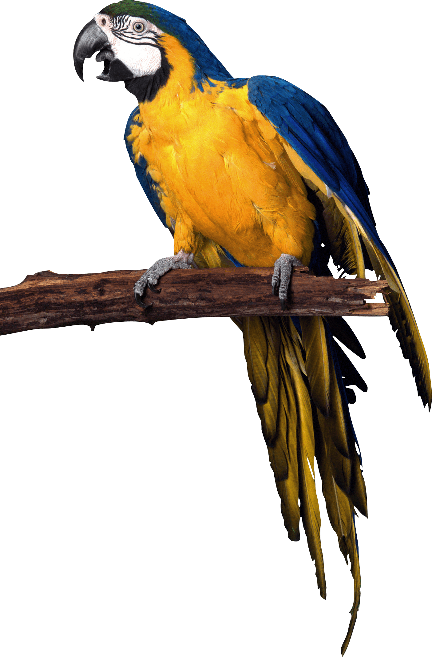 Parrot Png Images Download Transparent PNG Image