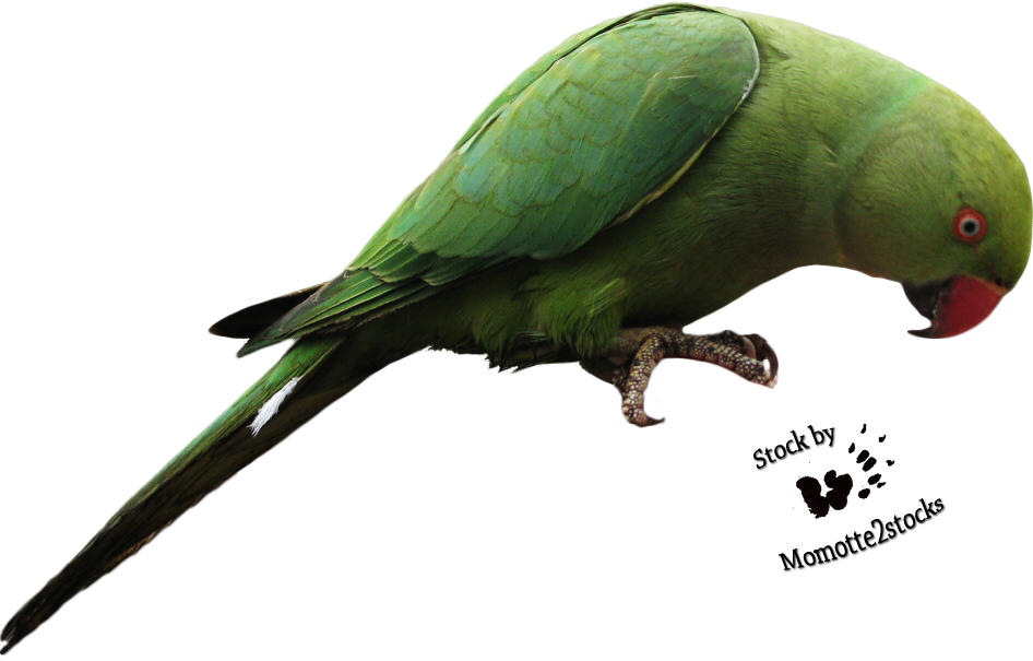 Parrot Transparent Transparent PNG Image