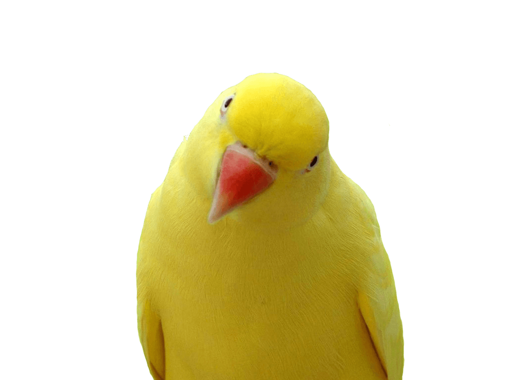 Yellow Parrot Png Images Download Transparent PNG Image