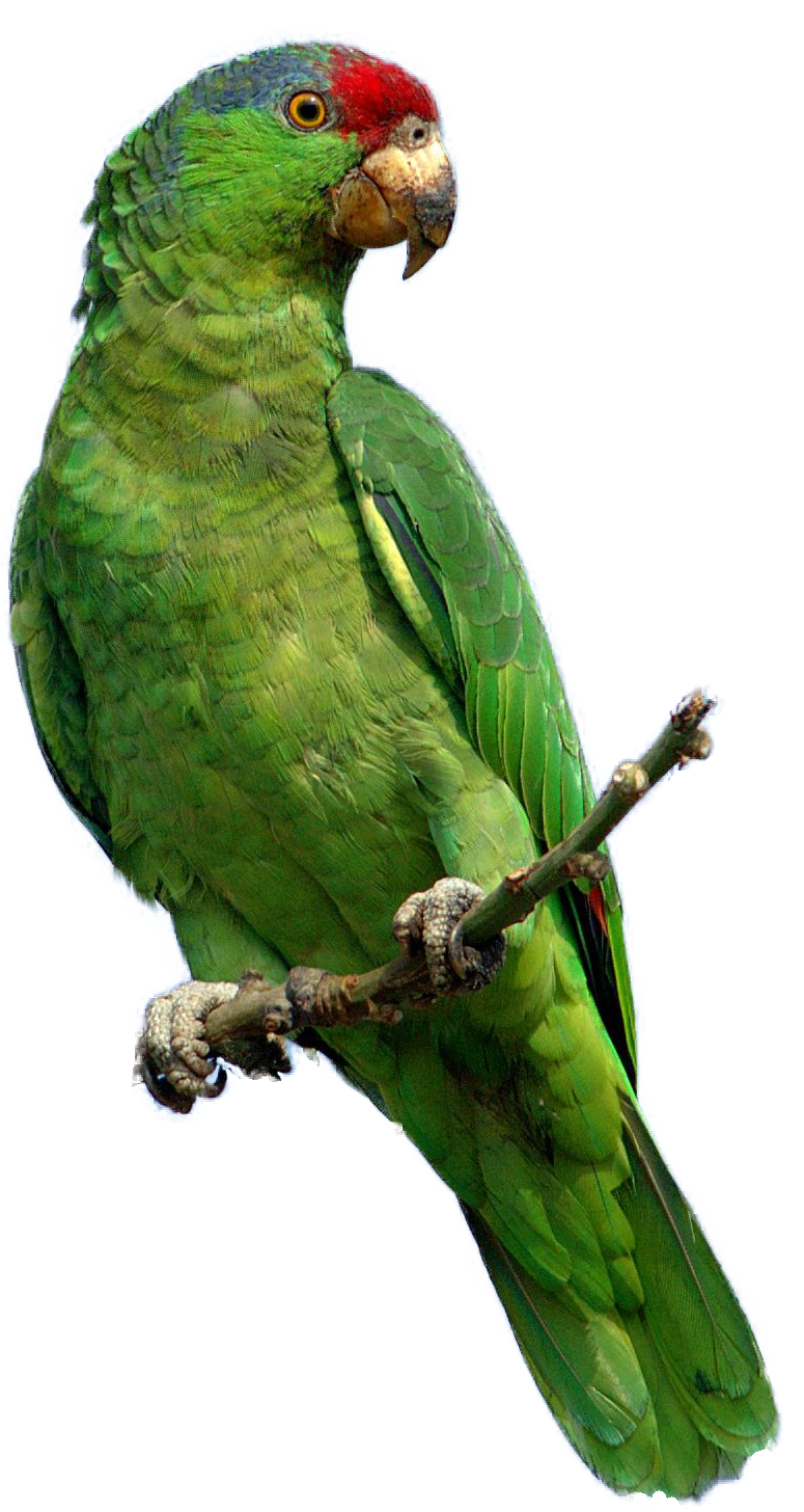 Parrot Png File Transparent PNG Image