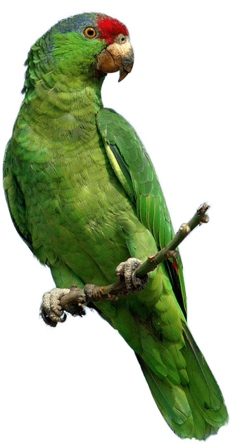 Green Parrot Png Images Download Transparent PNG Image