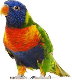 Colorful Parrot Png Images Download Transparent PNG Image