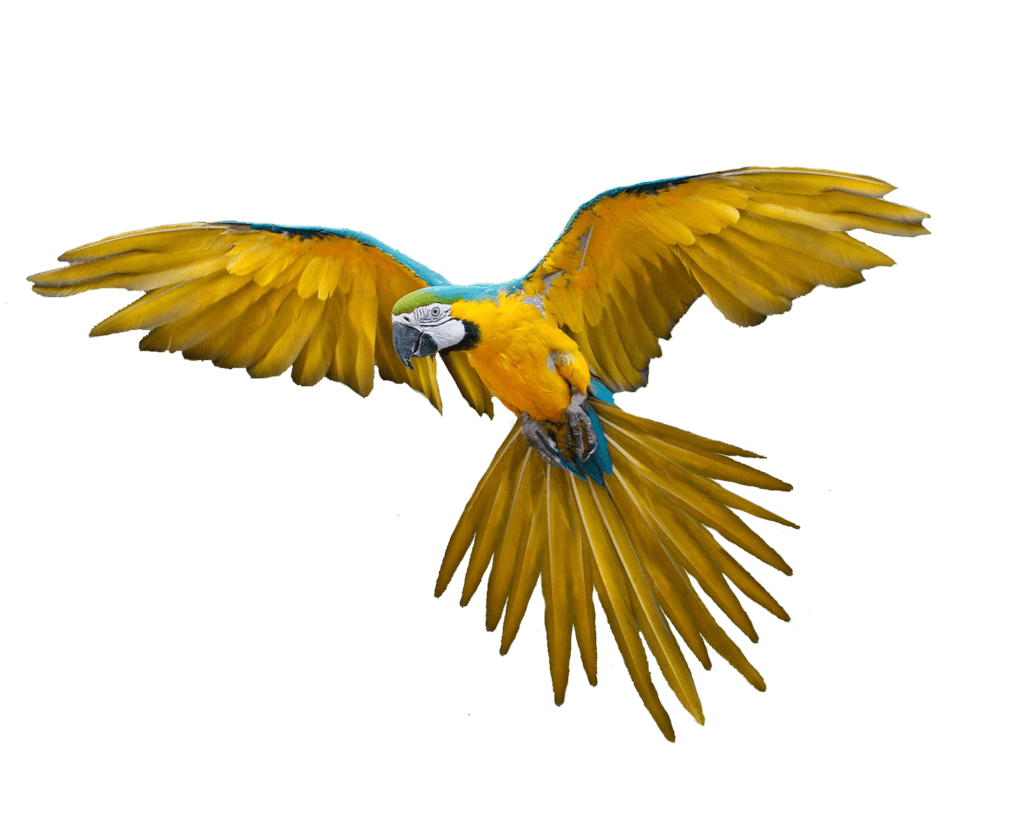 Flying Parrot Png Images Download Transparent PNG Image