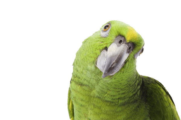 Green Parrot Png Image Download Transparent PNG Image