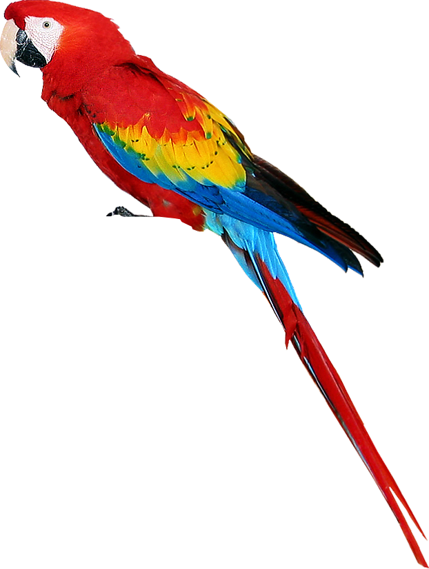 Parrot Free Png Image Transparent PNG Image