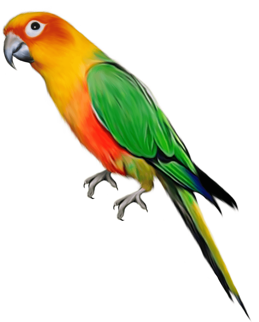 Parrot Png Images Download Transparent PNG Image