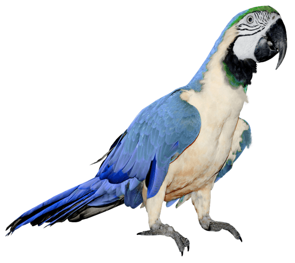 Parrot Png Images Download Transparent PNG Image