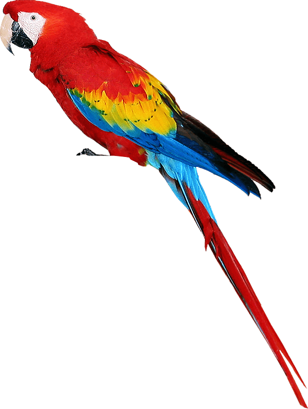 Colorful Parrot Png Images Download Transparent PNG Image