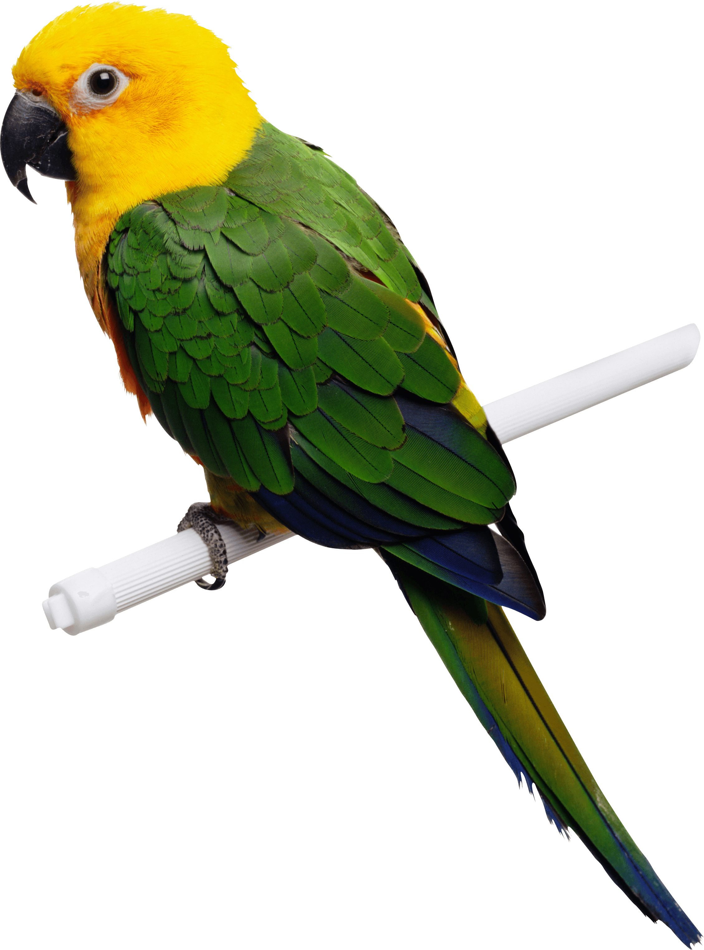 Green-Yellow Parrot Png Images Download Transparent PNG Image