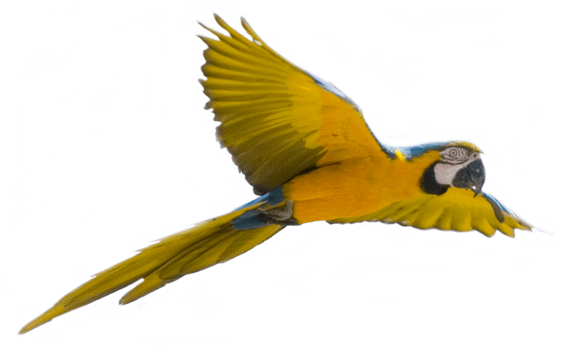 Yellow Flying Parrot Png Images Download Transparent PNG Image