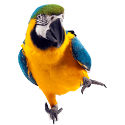 Parrot Png Images Download Transparent PNG Image