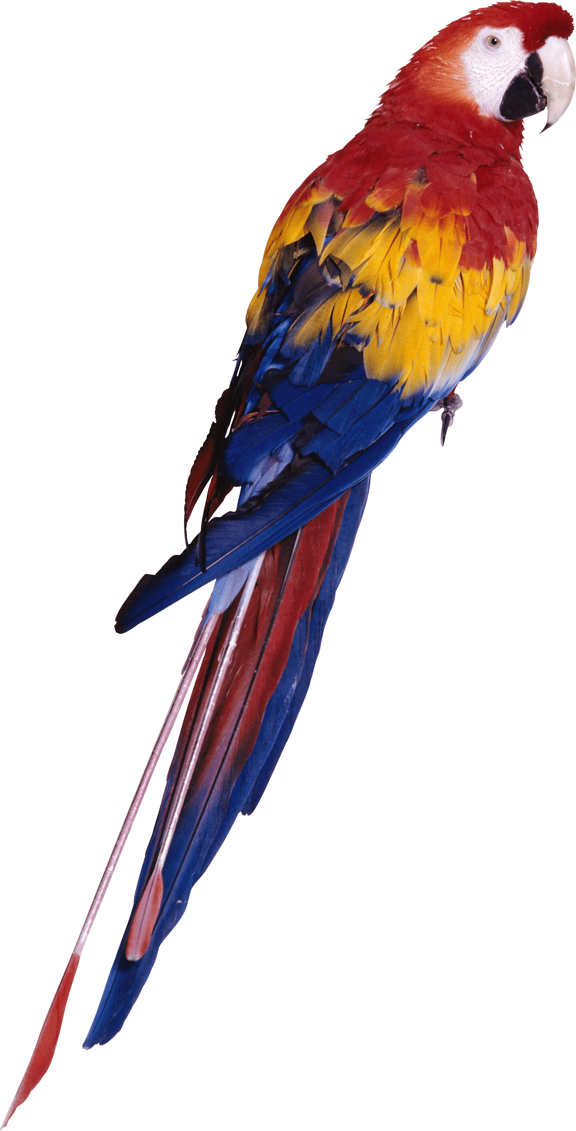 Parrot Png Images Download Transparent PNG Image