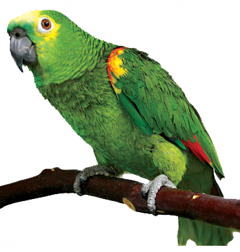 Parrot Png Transparent PNG Image