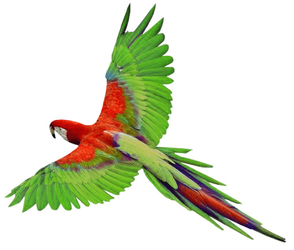 Flying Green Parrot Png Images Download Transparent PNG Image