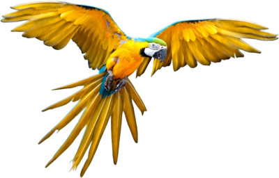 Flying Parrot File Transparent PNG Image