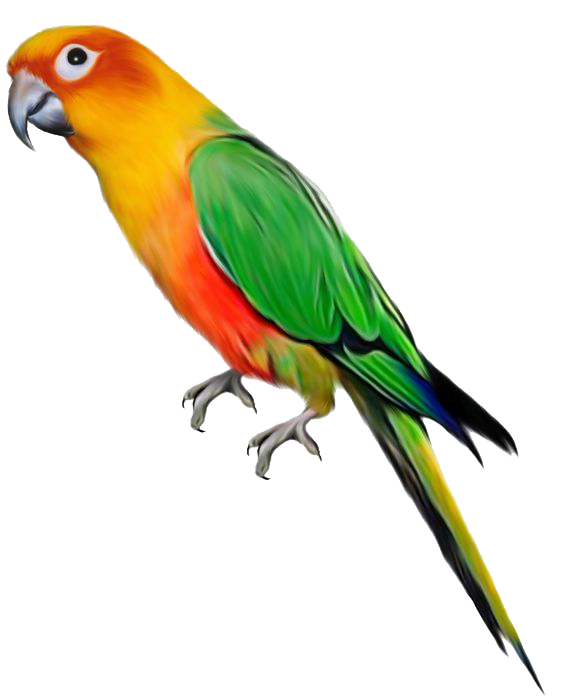 Parrot File Transparent PNG Image