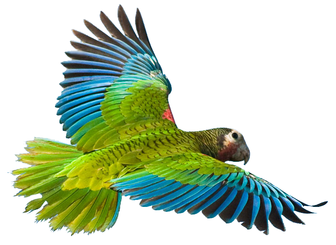 Flying Parrot Image Transparent PNG Image