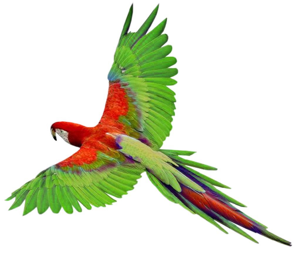 Flying Parrot Clipart Transparent PNG Image