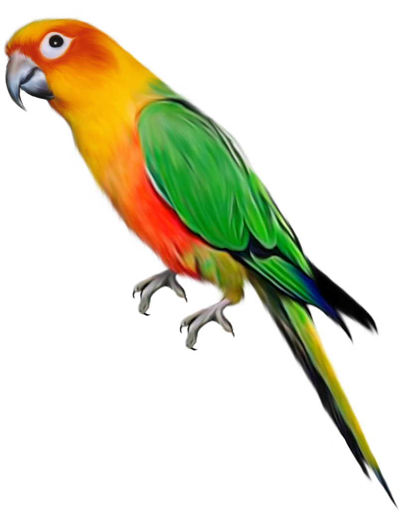 Indian Parrot File Transparent PNG Image