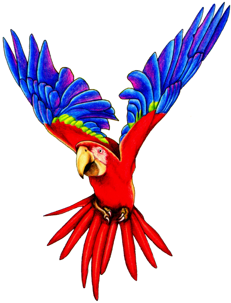 Flying Parrot Transparent PNG Image