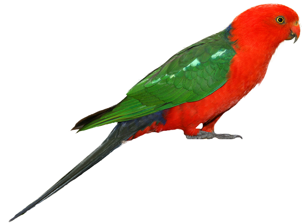 Parrot Clipart Transparent PNG Image