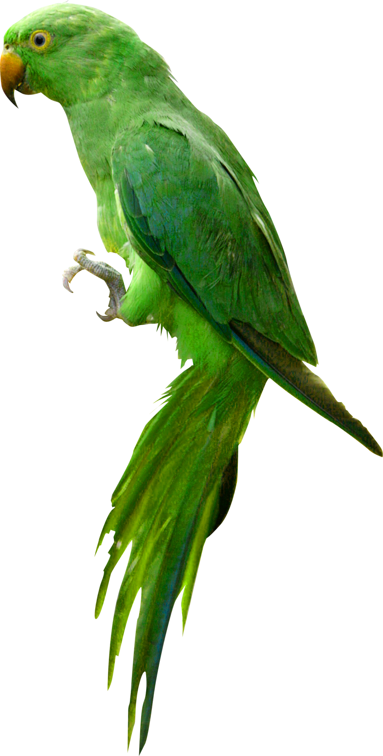 Indian Parrot Image Transparent PNG Image