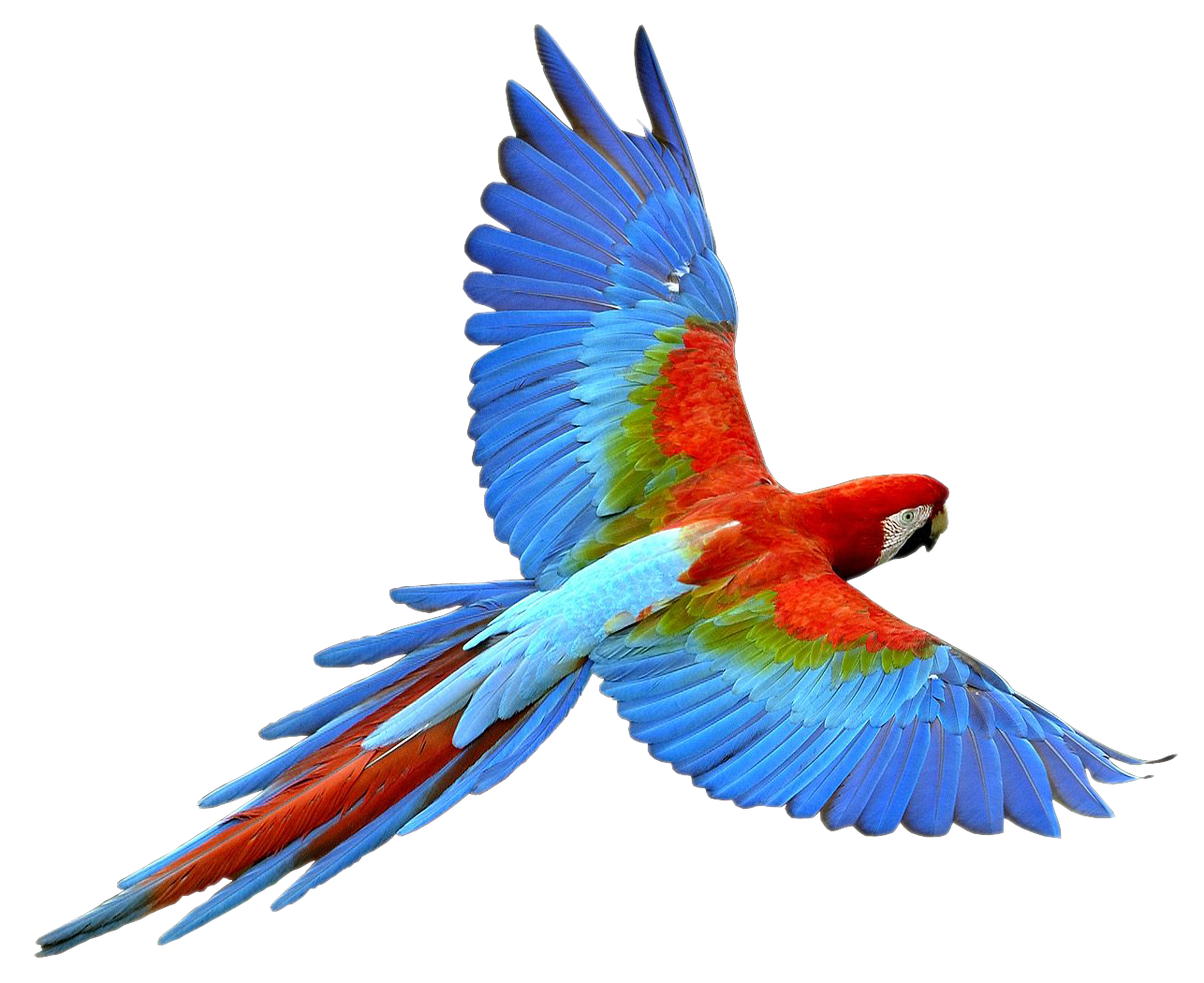 Flying Parrot Transparent Image Transparent PNG Image