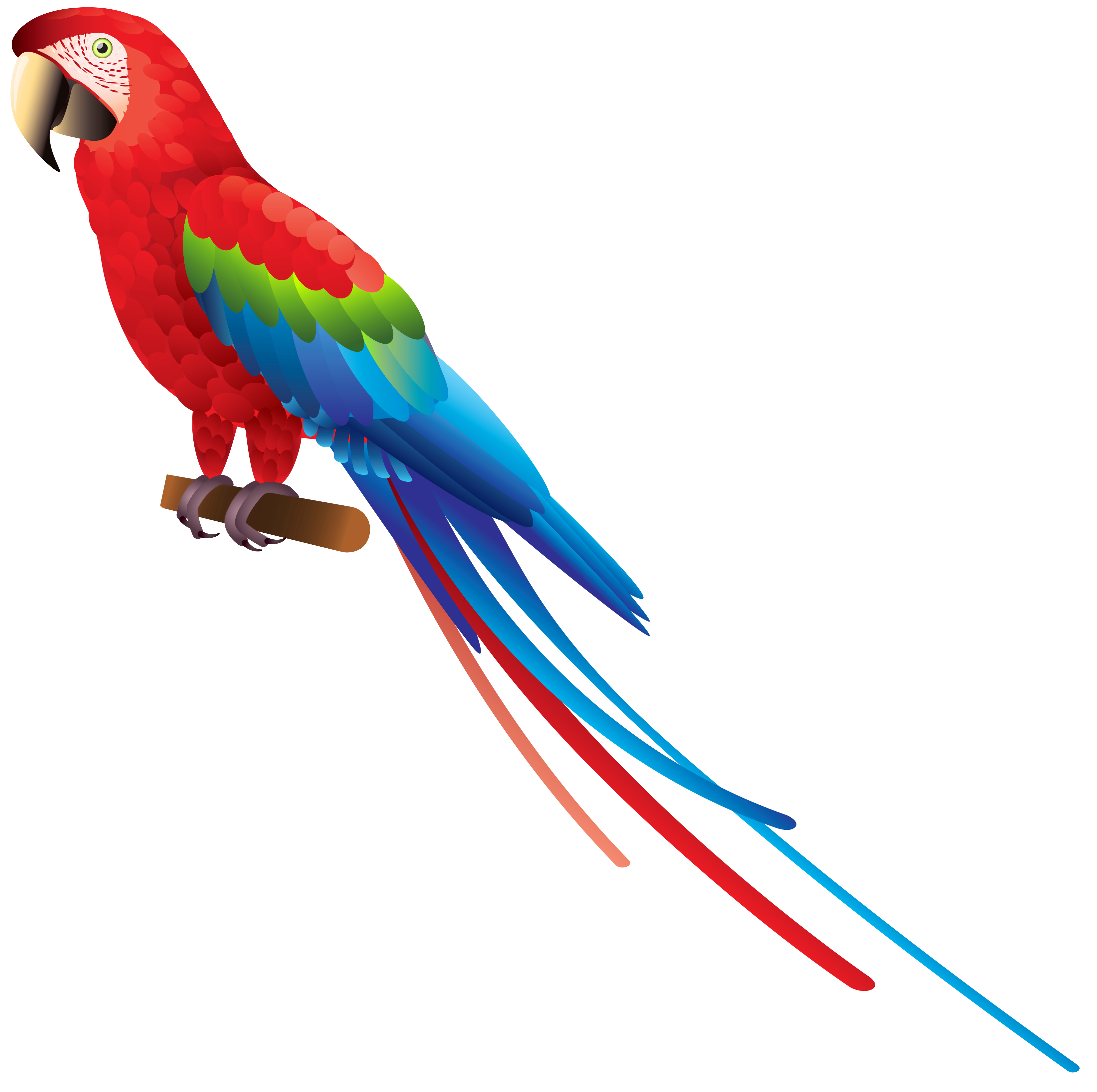 Parrot Image Transparent PNG Image