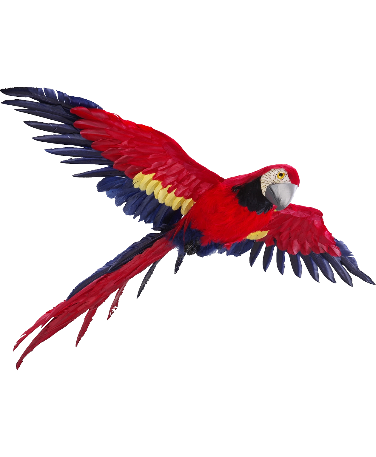 Flying Parrot Photos Transparent PNG Image