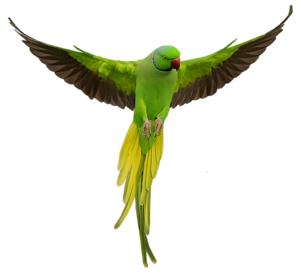 Parrot Download Png Transparent PNG Image