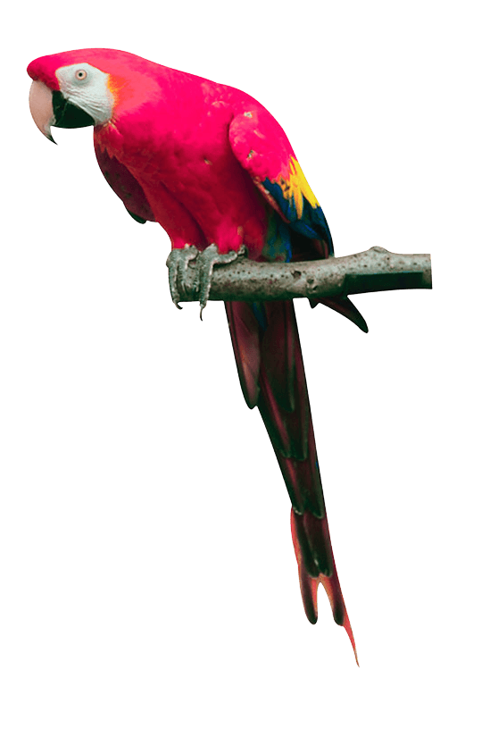 Pink Parrot Png Images Download Transparent PNG Image