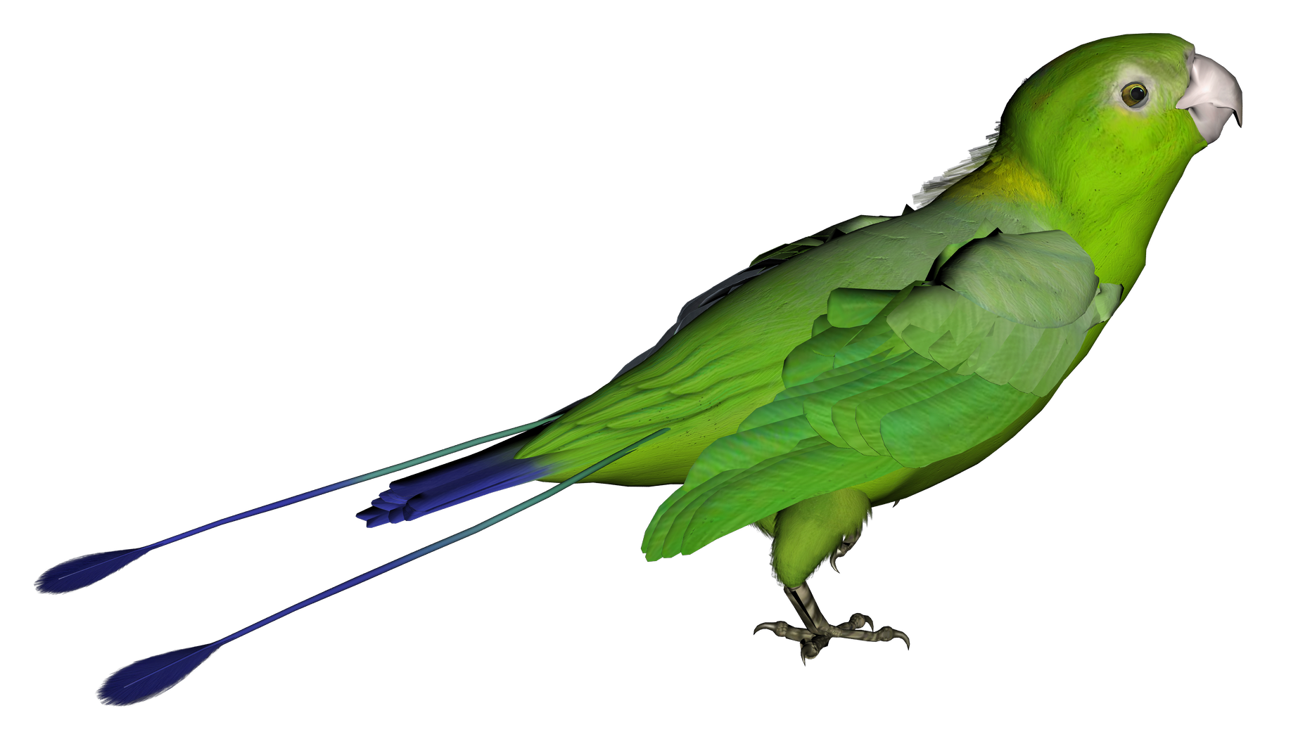 Parrot Png Clipart Transparent PNG Image